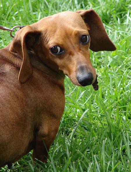 Zaproszenie do kundla