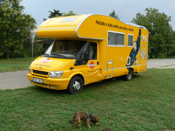 Bezpłatne badanie zębów psa
