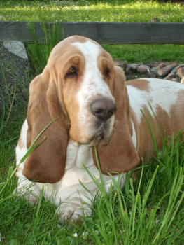 Czy masz w domu karmę dla psów?