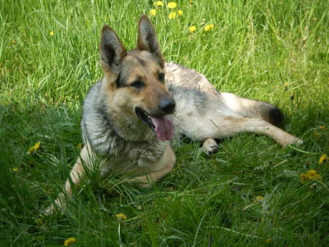 Wróg czai się w trawie