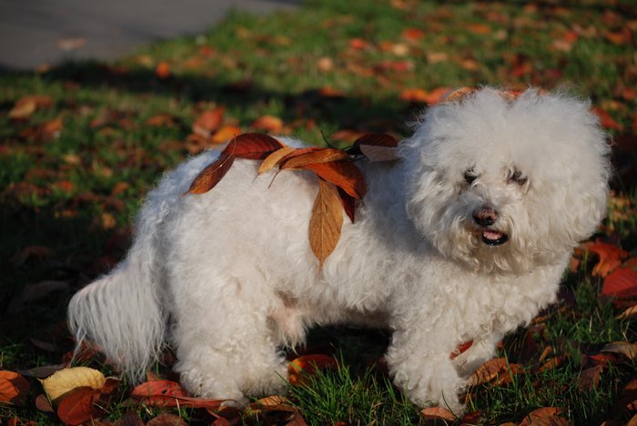 Przyjaźń ludzi i zwierząt