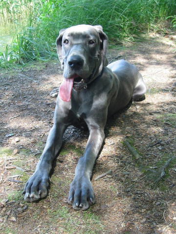 Skręcenie żołądka