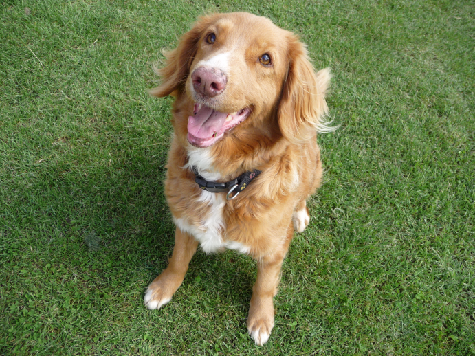 Odpowiedzialny związek ze zwierzętami