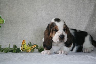 Basset Hound