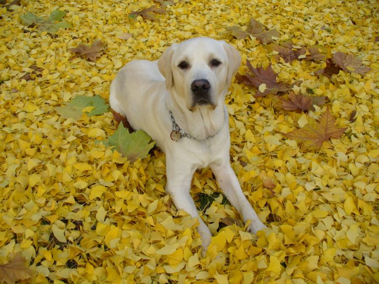 Kto tu jest mistrzem?