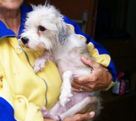Kiedy miłość do zwierząt przeradza się w szaleństwo