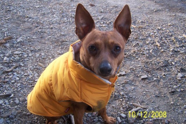 Ważne ostrzeżenie o zatruciu psa (Praha-západ)