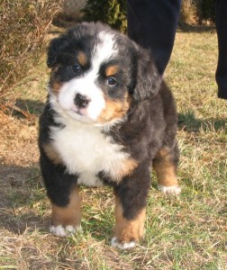 Który szczeniak wybrać?