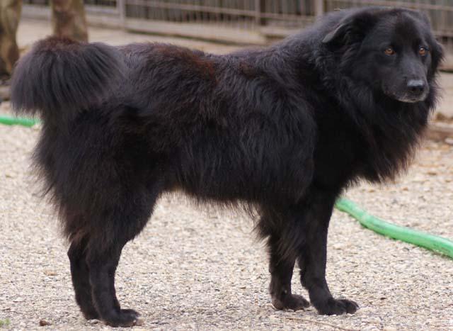 Zaoferuj psy do adopcji ze schroniska w Kralupach nad Wełtawą