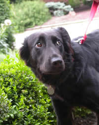 Wzywanie psa niepotrzebnie uššklivujte