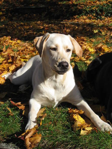 Grzybice mogą również niepokoić psy