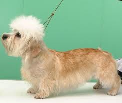 Dandie Dinmont Terrier