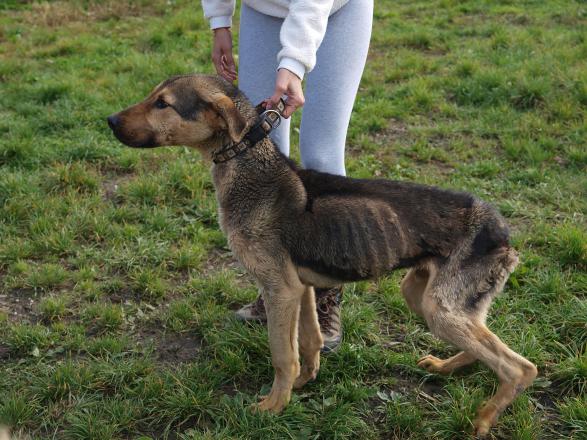 Czesi protestują przeciwko zabijaniu psów na Słowacji!