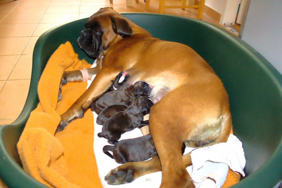 Kiedy suka rodzi & # 8230;