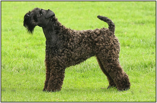 Kerry Blue Terrier