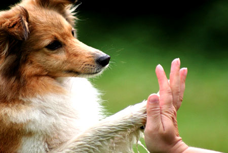 Trzy powszechne przesądy o wychowaniu psa