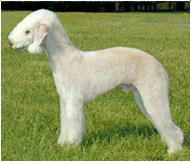Bedlington Terrier