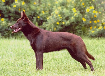 Kelpie australijskie