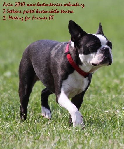 Zaproszenie na spotkanie przyjaciół Boston Terrier
