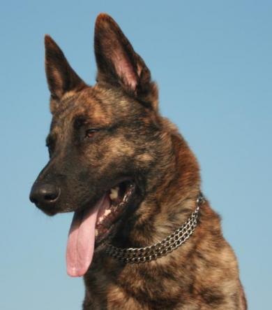 Owczarek holenderski