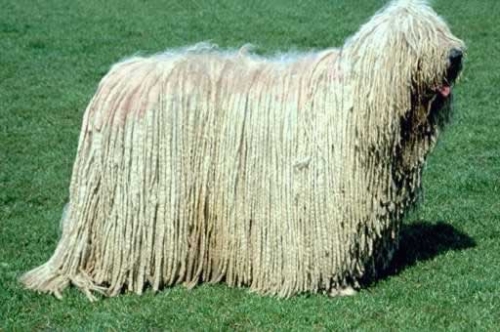 Komondor