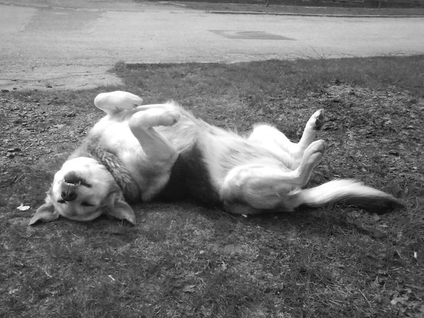 Schroniska otrzymują 45 ton karmy