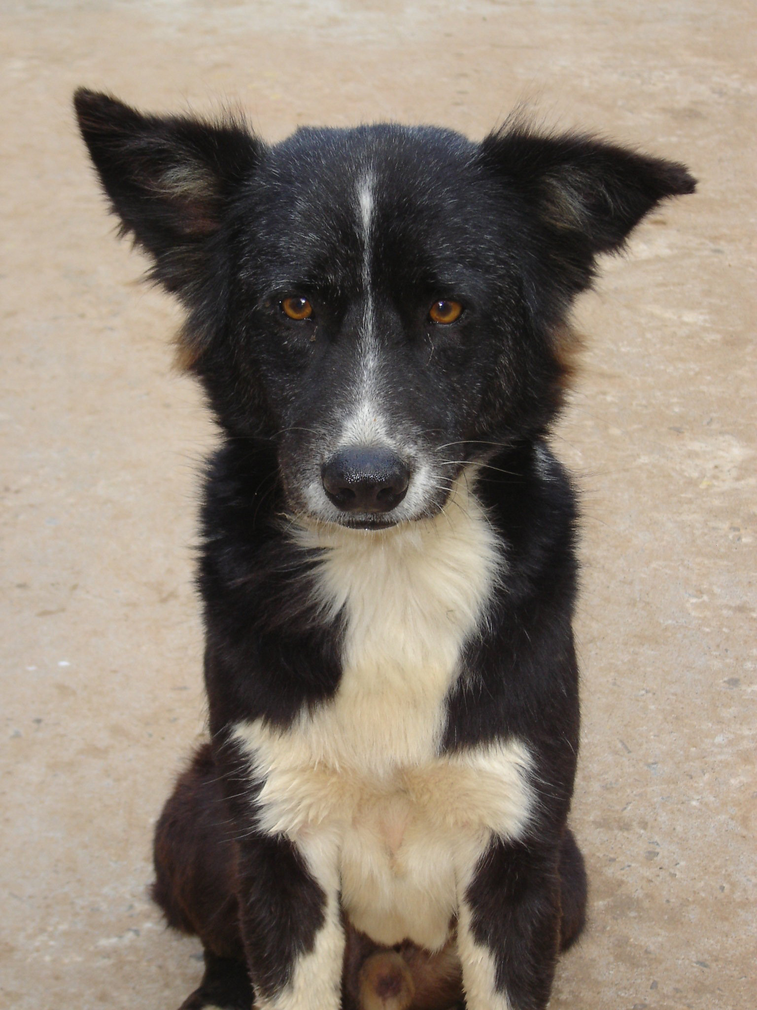 Czy sytuacja zwierząt w Czechach pogorszy się?