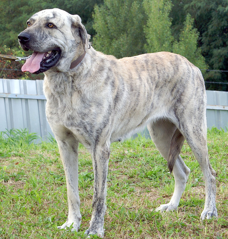 Czy Chita znajdzie nowy dom?