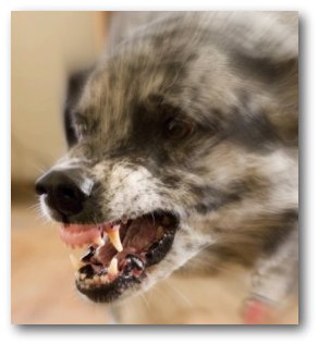 Wścieklizna jest nadal problemem na świecie