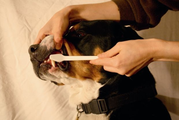 Zapalenie przyzębia - wróg zwierząt domowych