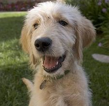 Ptaki nie tylko zagrażają ptakom