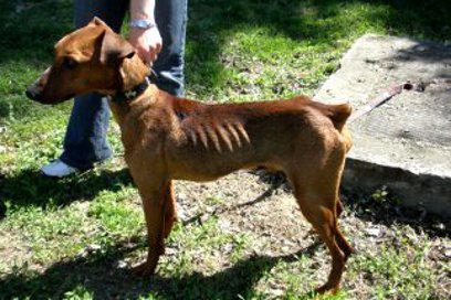 Wspieraj walkę z wykorzystywaniem psów na Słowacji