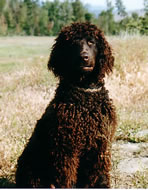 Irish Water Spaniel