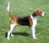 Foxhound angielski