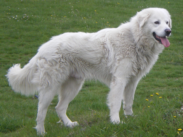 Pasterz Maremman-Abruzzo