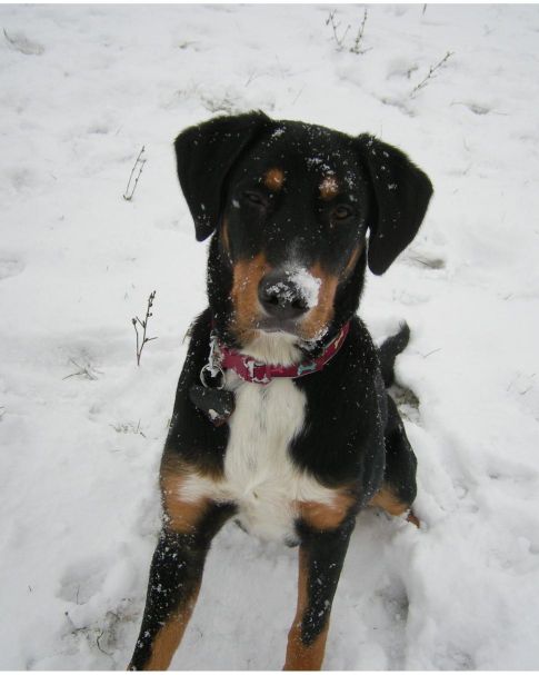 Przyszła zima, przyszedł mróz