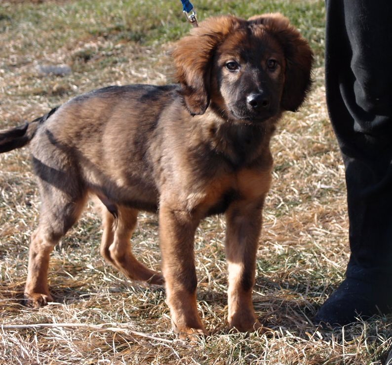 Szczenięta szukają nowych właścicieli