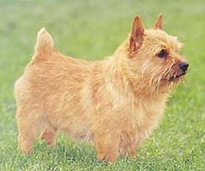 NORWEGIA TERRIER
