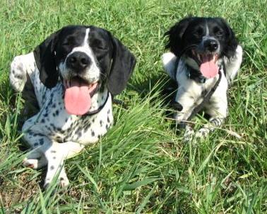 Czy w naszym kraju są wścieklizna?