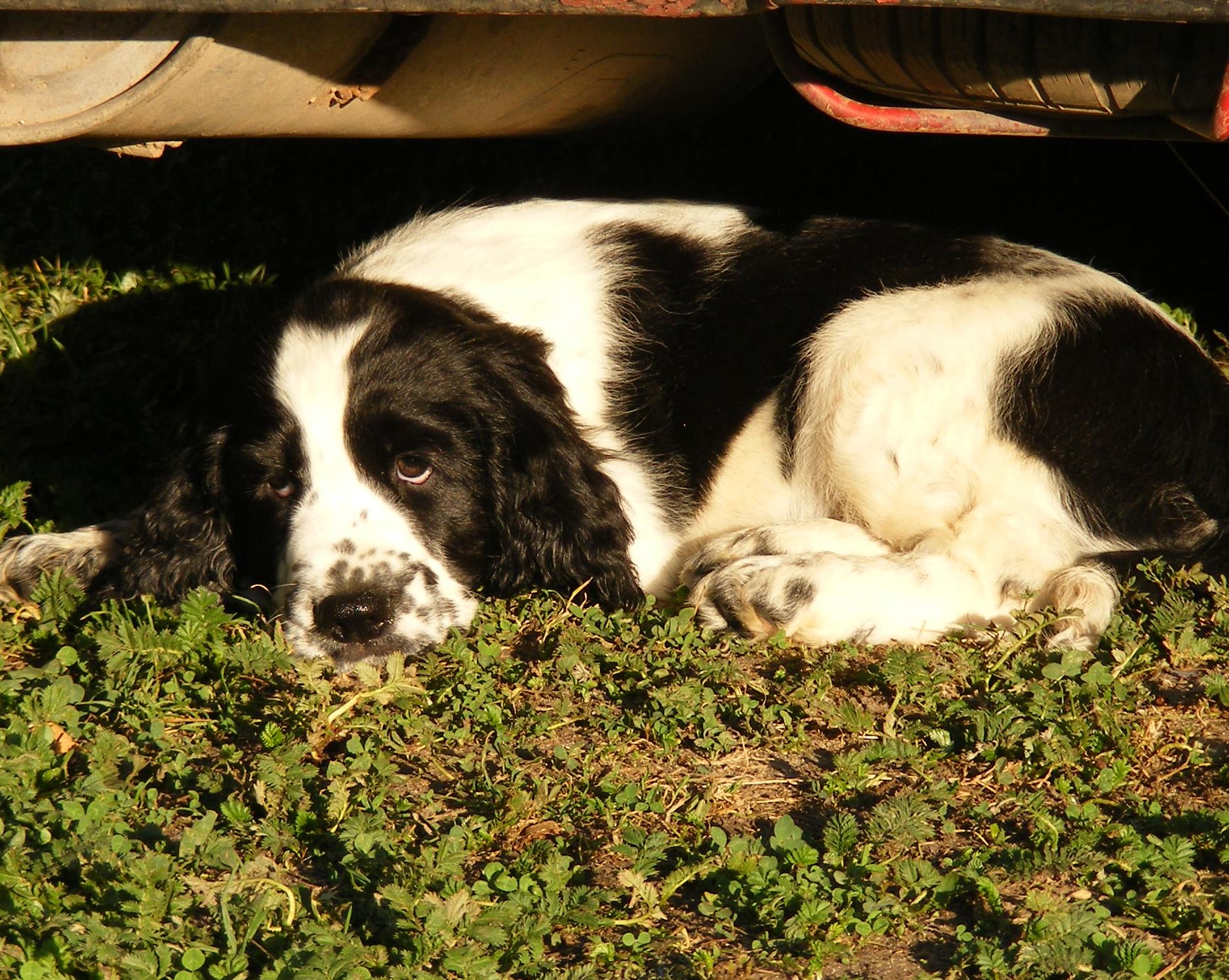Centrum informacji o ochronie zwierząt w Pradze ponownie otwiera się na zainteresowane strony