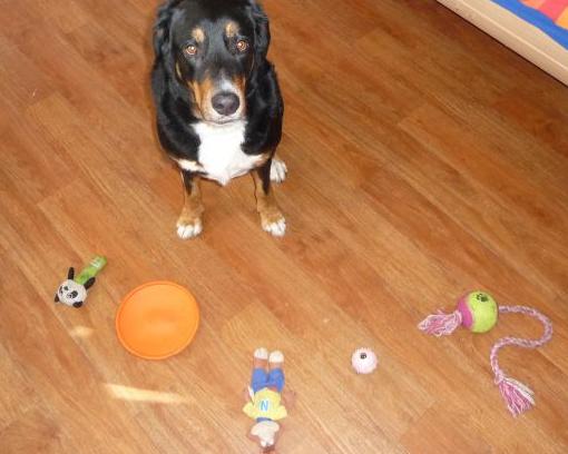 Wskazówka dotycząca gry logicznej z psem