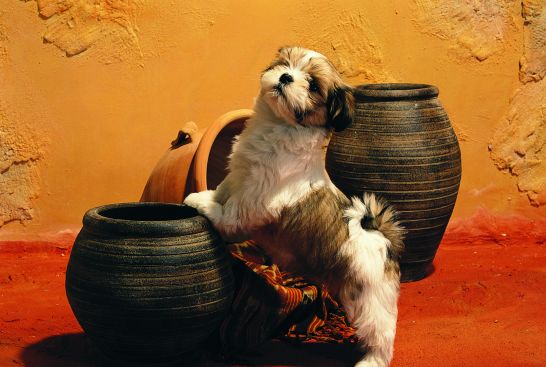 Czego potrzebują pieski?