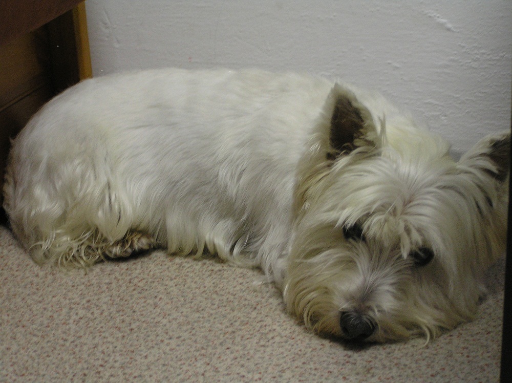 Jak martwić się o duże psy?