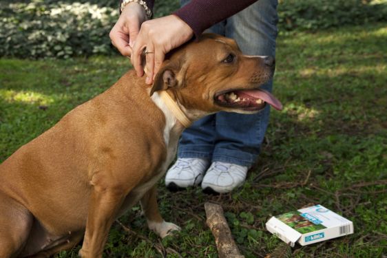 Czy chronisz swojego zwierzaka przed pasożytami?