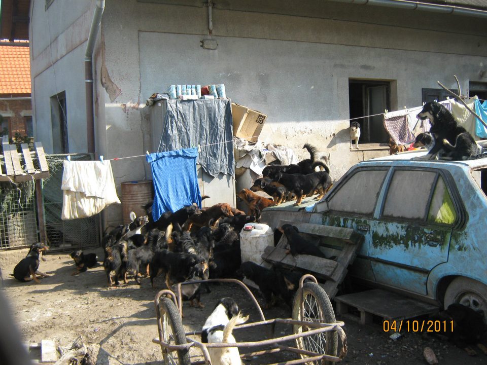 Sprawa Třtěnice & # 8211; dziesiątki psów w przerażających warunkach