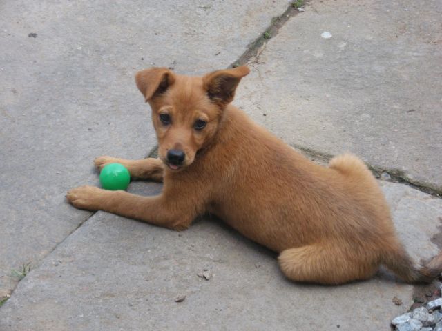 Zaproszenie: 13. coroczne wydarzenie Rýzmburský vorisek