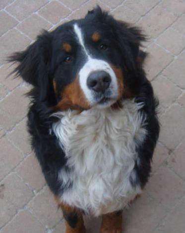 Suplementy zbożowe do mięsa