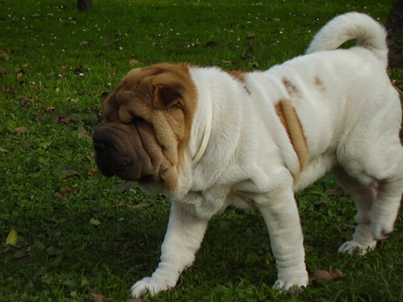 Niewydolność nerek