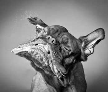 Fotografujemy nasze zwierzaki częściej niż nasi partnerzy