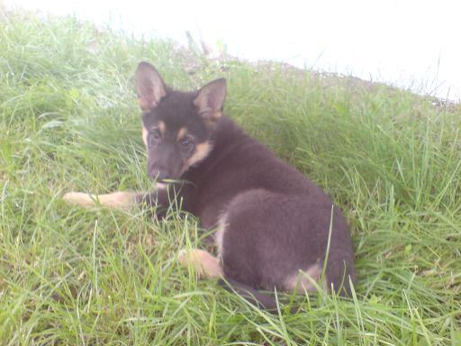 Wskazówki dotyczące wyboru hodowcy